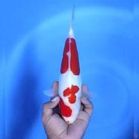 Kohaku doitsu # 30cm - Female