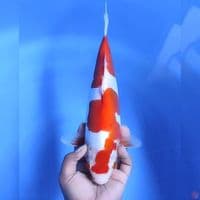 Doitsu # 33cm - female