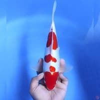 Kohaku doitsu # 31cm - Male