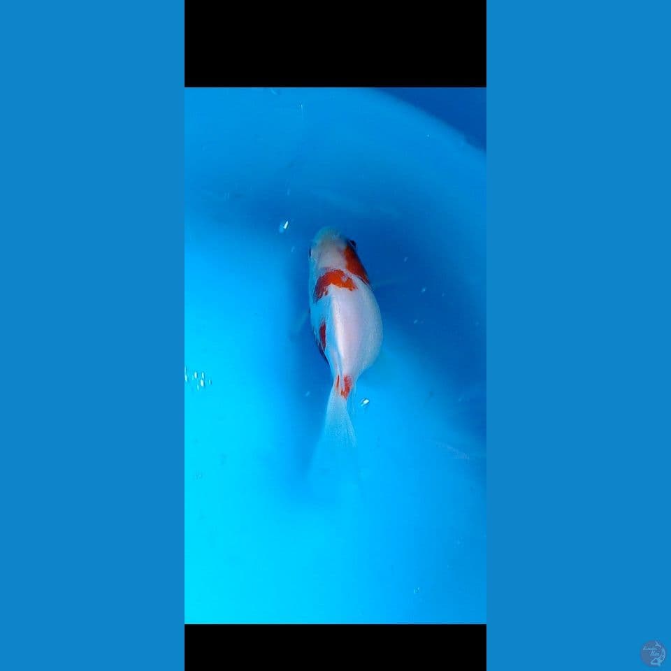 tamasba 14 cm
