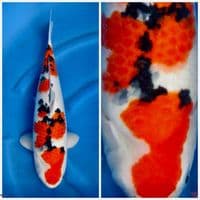Sanke F1 sakai 45cm original no cutting 
