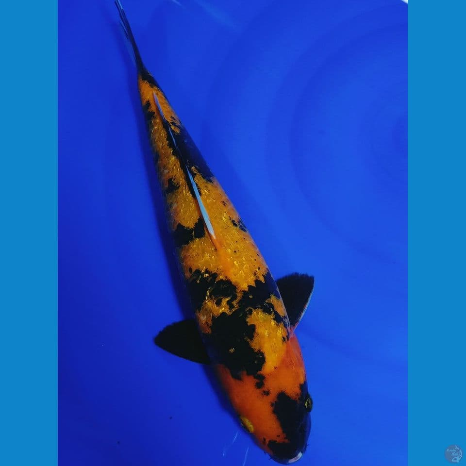 UTSURI GINDRIN 42 CM
