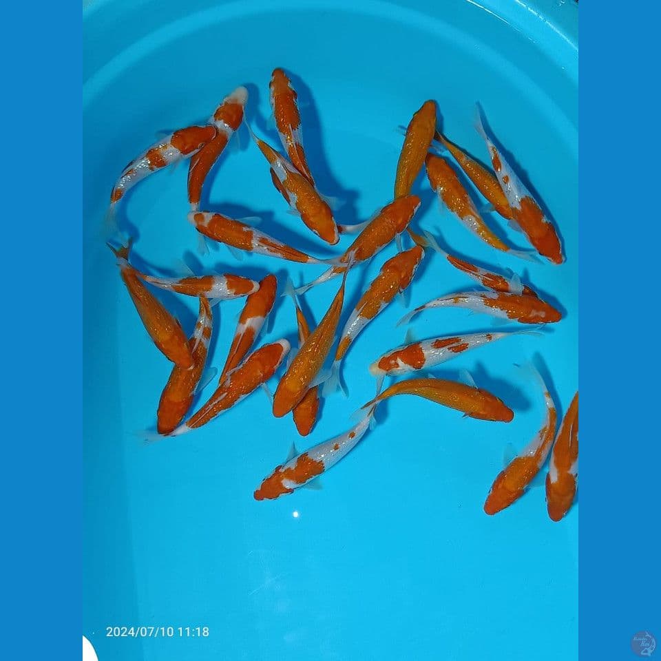 GINDRIN 12-15 CM 25 EKOR