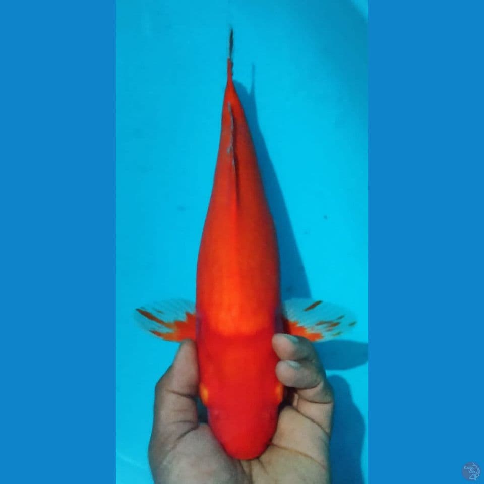 AKA HAJIRO 40CM