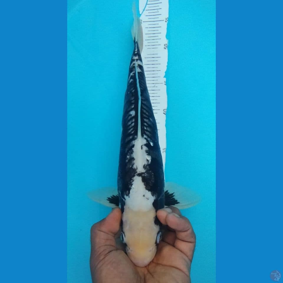 KUMUNRIYU 36CM