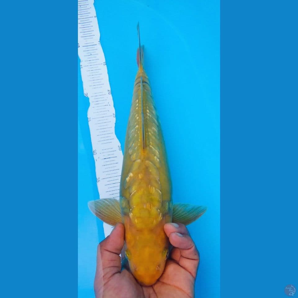 CHAGOI 40
