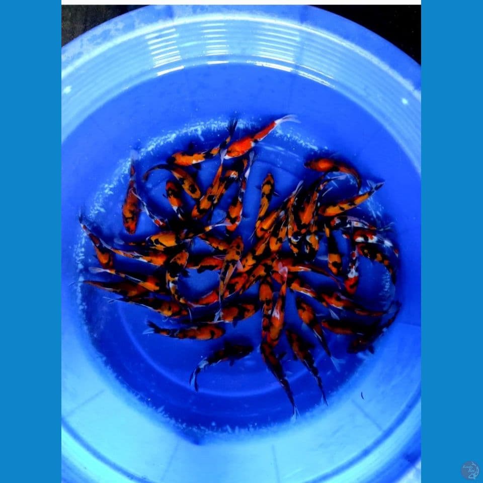 LELANG CEPAT 60 EKOR