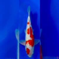 KOHAKU GINRIN SUPER 30CM MALE