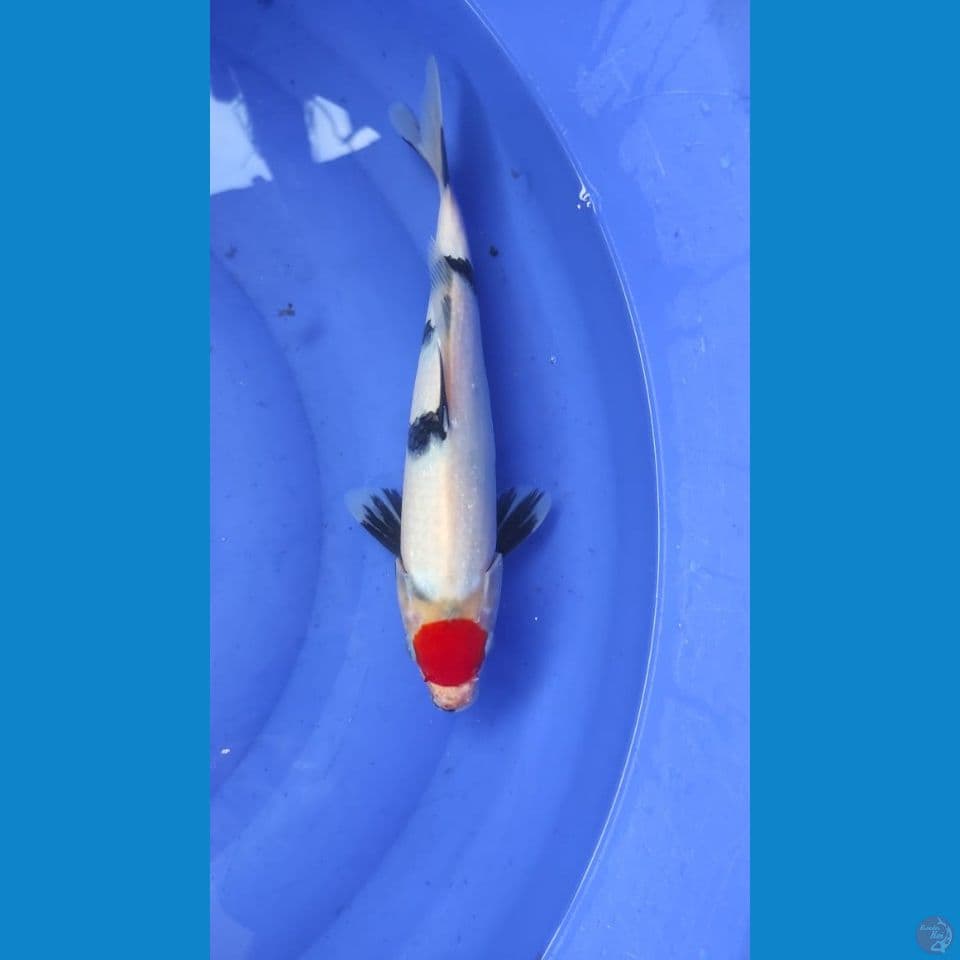 TAcho 30cm