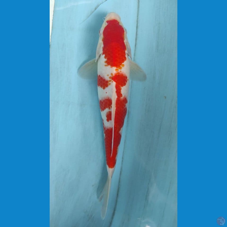 kohaku 30cm