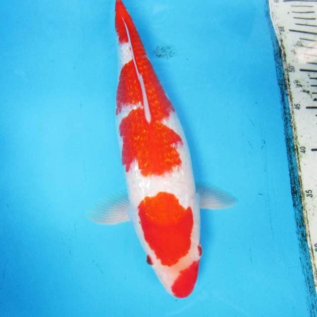 GINRIN A KOHAKU