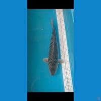 shoragoi 50 cm