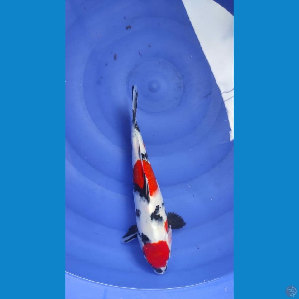 showa 33cm