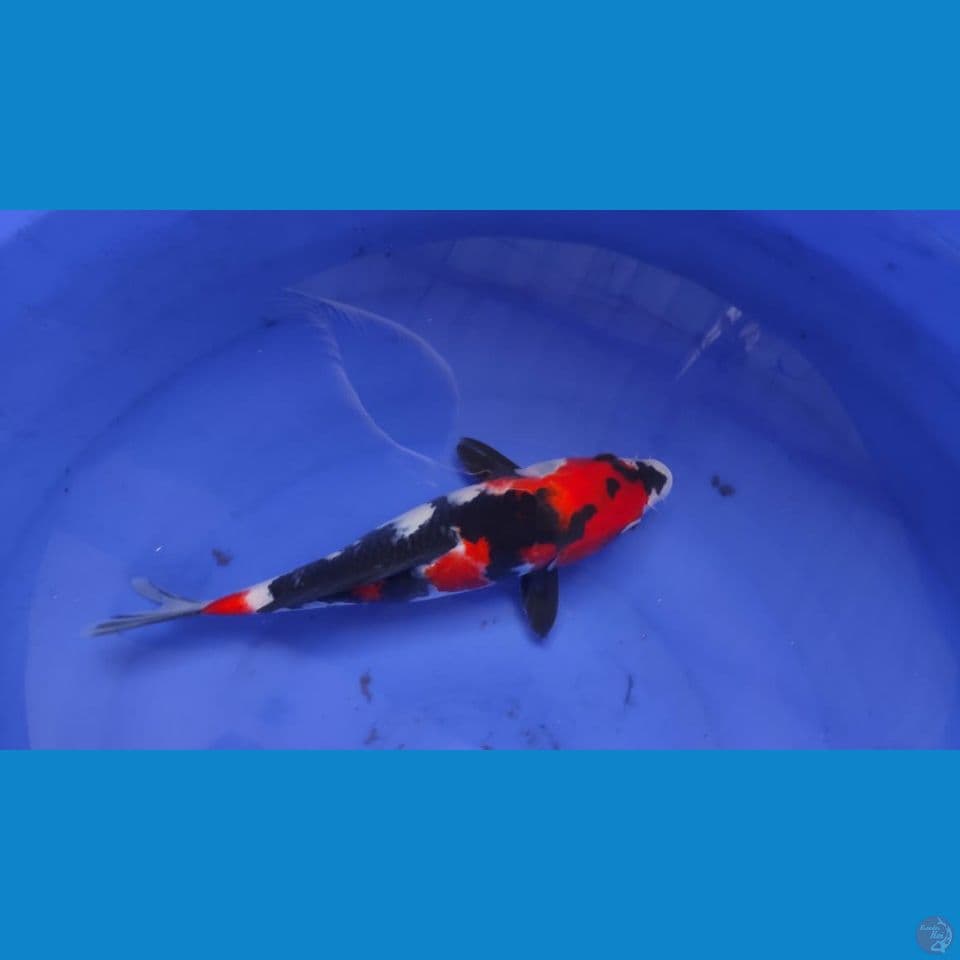shoea 29cm
