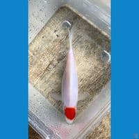 Tancho 17cm