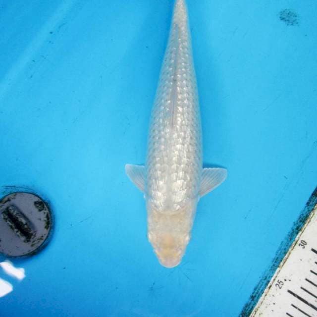 Soragoi Ginrin 32 cm