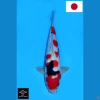 SAKAI SHOWA SANSHOKU HQ 33CM