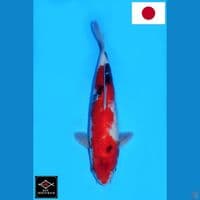 SAKAI SHOWA SANSHOKU HQ 33CM