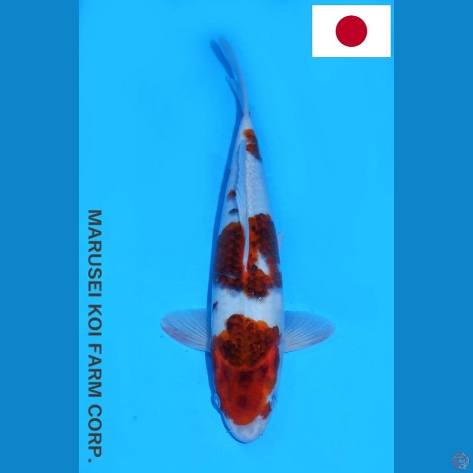 MARUSEI KOROMO SQ 36CM