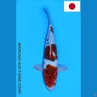 MARUSEI KOROMO SQ 36CM