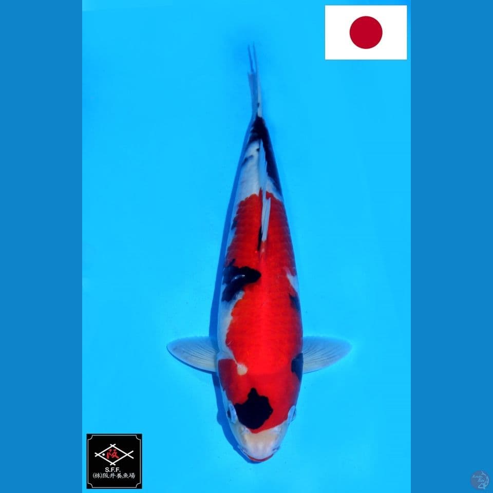 SAKAI SHOWA SANSHOKU HQ 36CM