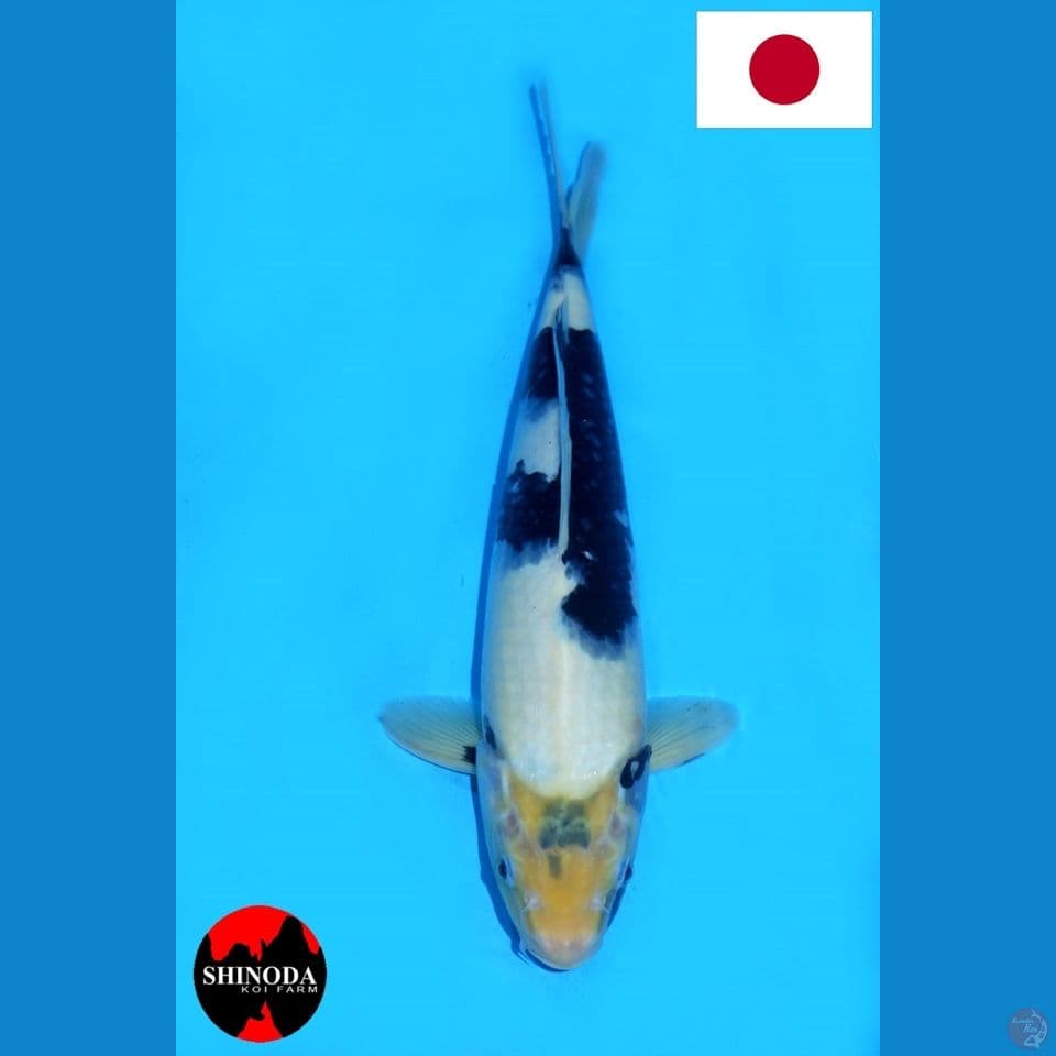 SHINODA SHIRO UTSURI HQ 35CM