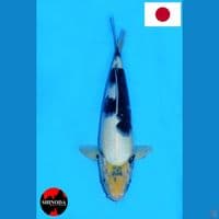 SHINODA SHIRO UTSURI HQ 35CM