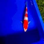Kohaku