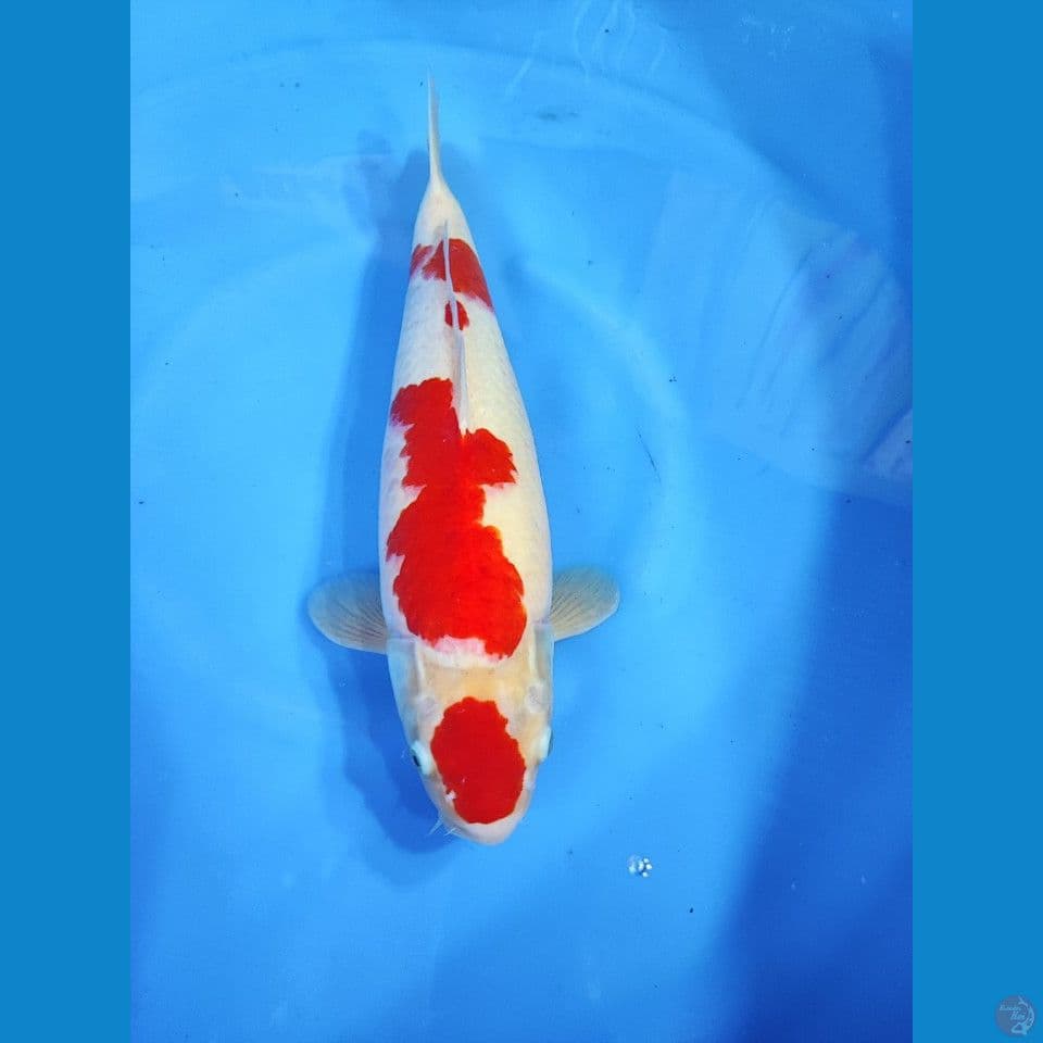 Kohaku Akf 45cm Female