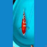 kohaku original 43 cm