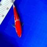 Kohaku HQ 22 cm