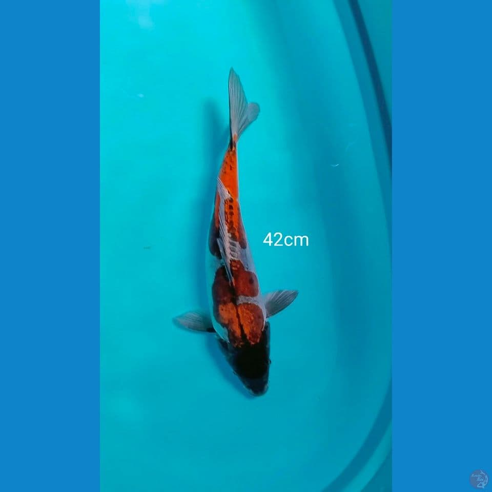 ochiba doit murni 42cm