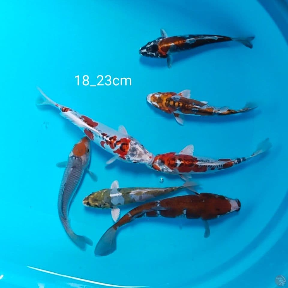 mik ciamik 18_23cm 7unit