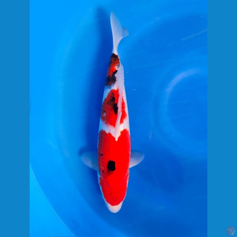 SHOWA RED STRONG ORY 35CM 