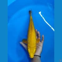 KARASI GINRIN ~ MALE