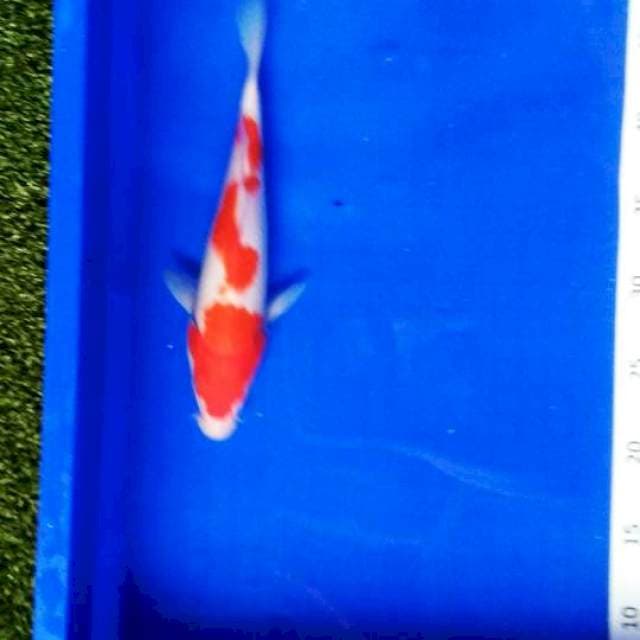 Kohaku HQ 26 cm