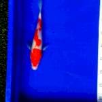 Kohaku HQ 26 cm