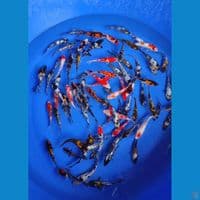 Bibit great ginrin 100 ekor