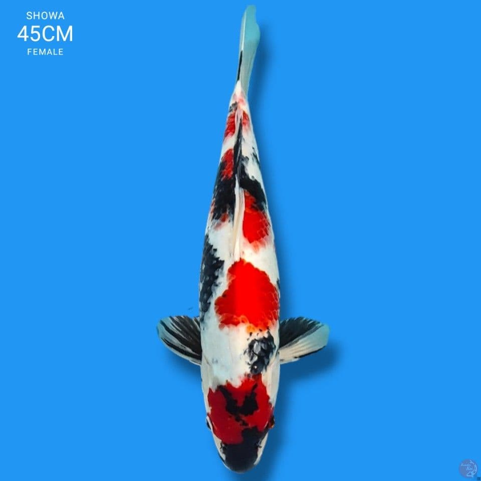 maruten showa strong 45cm