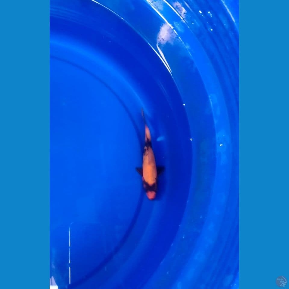 Hi-Utsuri HQ Male 15cm™