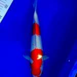 Kohaku, 30 cm