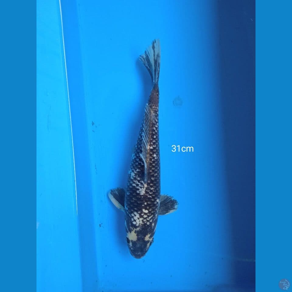 matsukawabake 31cm M