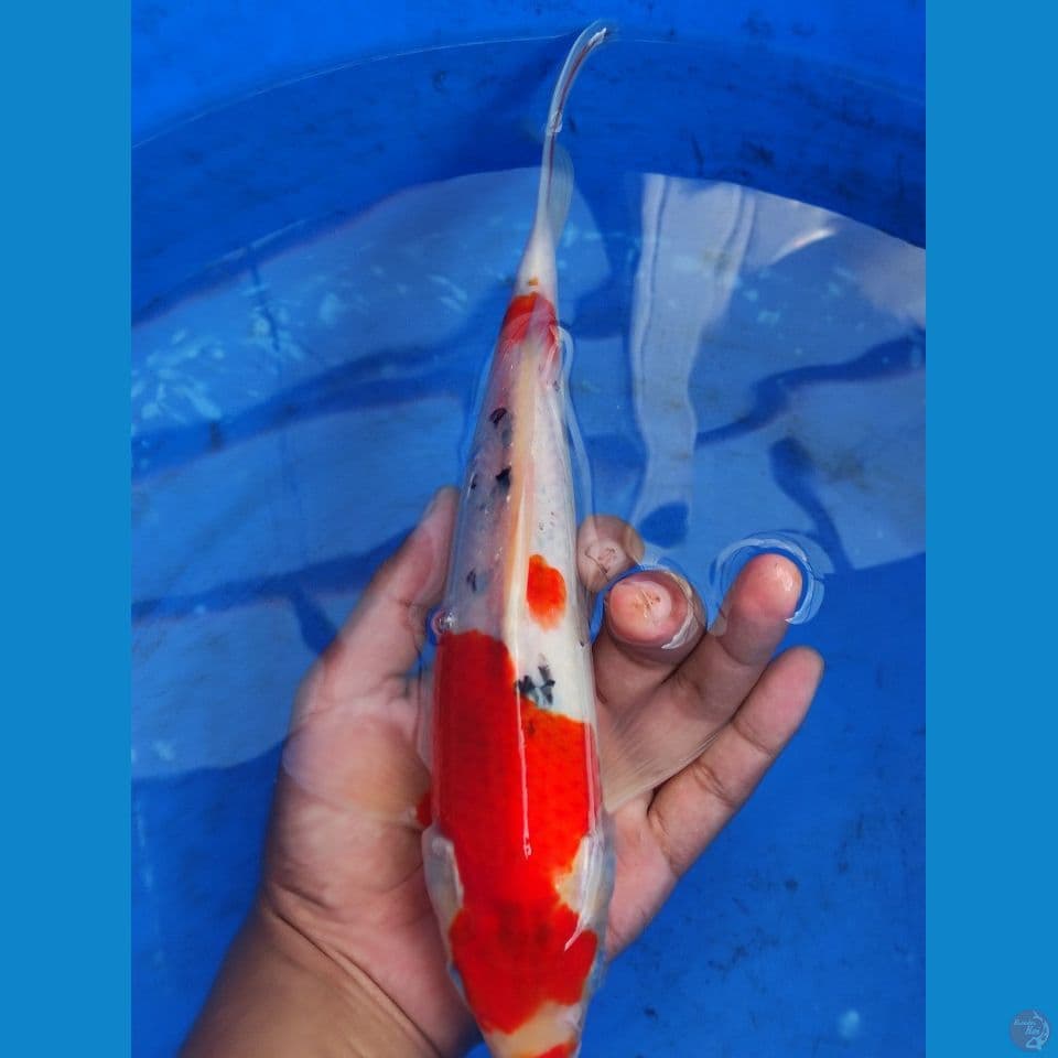 tategoi Sanke 28 cm