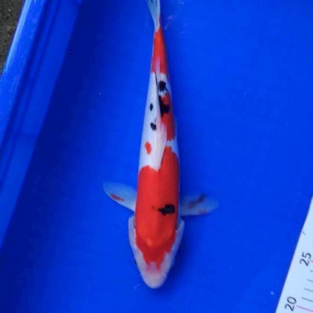 Doitsu Taisho sansoku, male, 33 cm