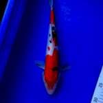 Doitsu Taisho sansoku, male, 33 cm