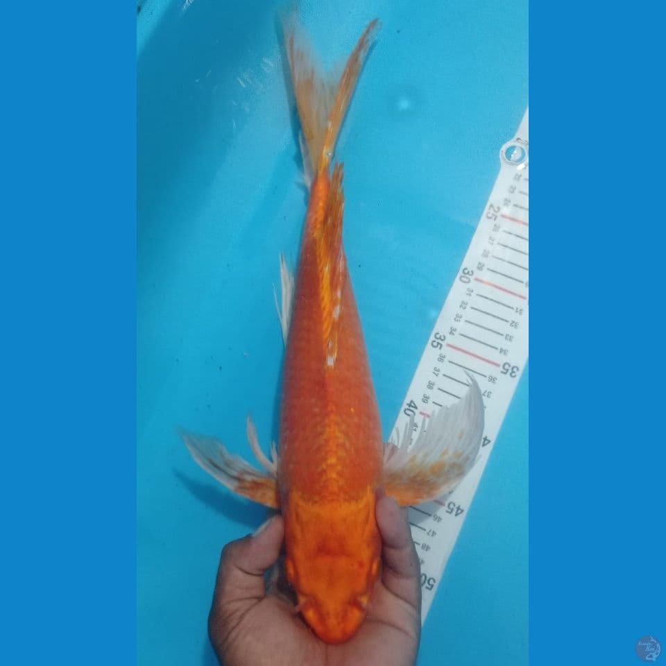 KUMPAY 45CM