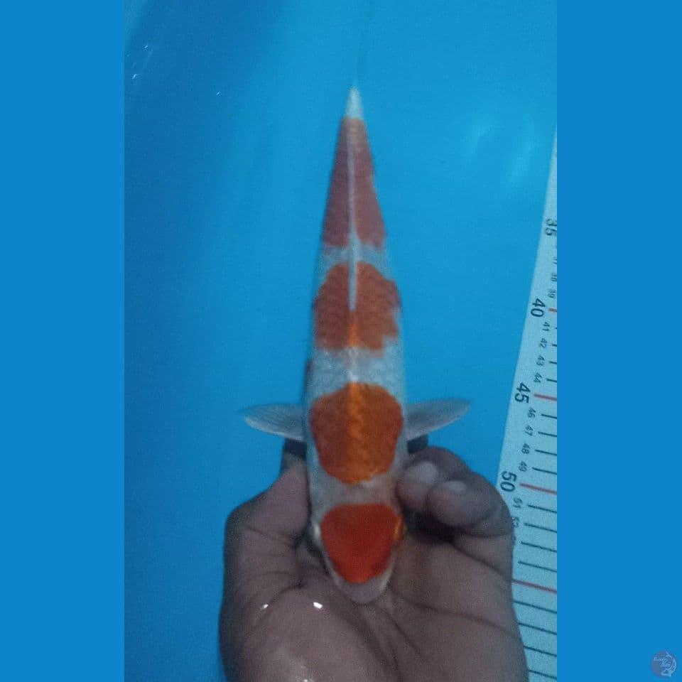HIKARY 30CM