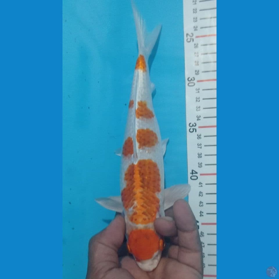 HIKARY 27CM