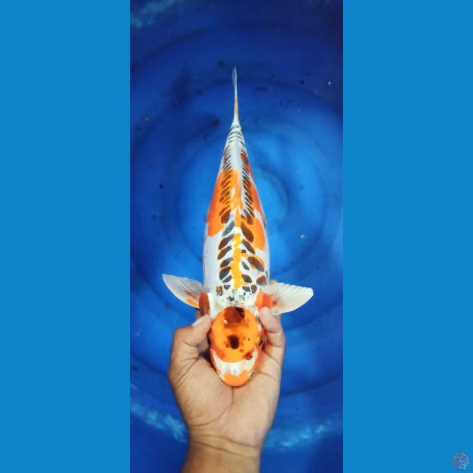 ARAGOKE 47CM