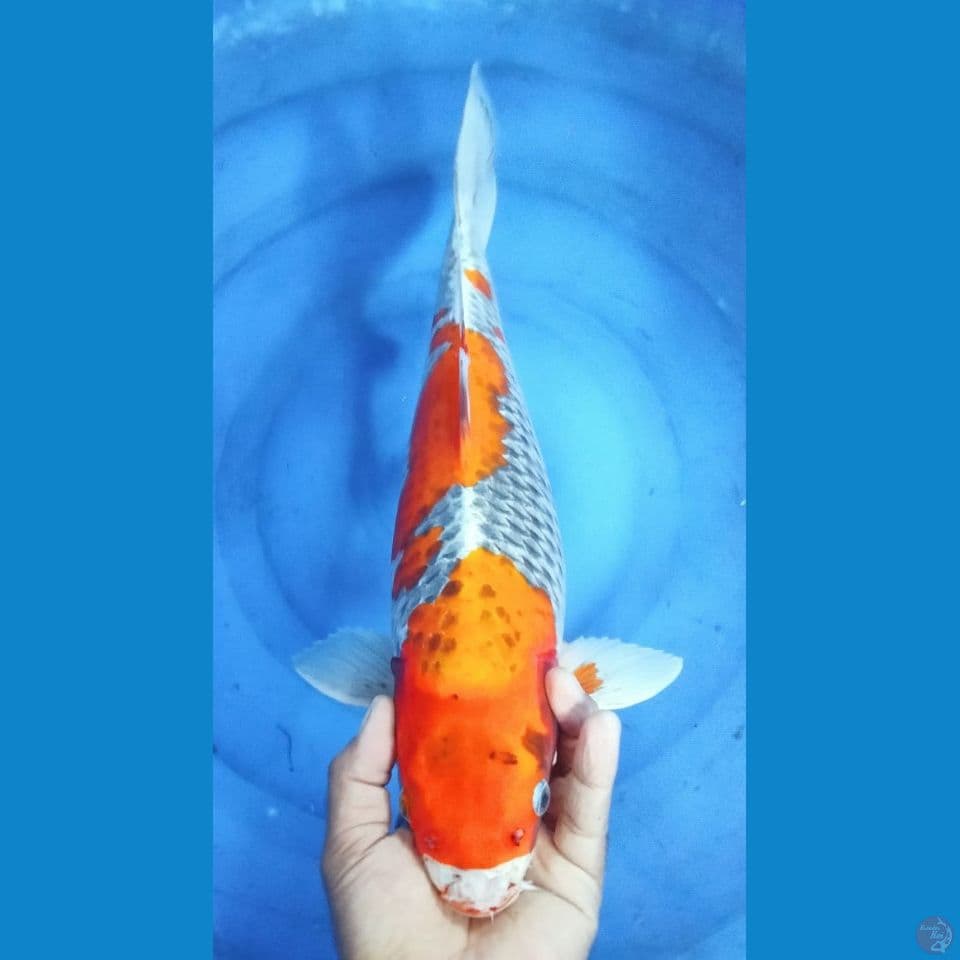 KUJAKU 47CM